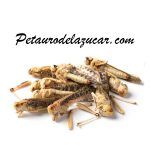 Saltamontes Deshidratado (Langosta deshidratada) petauro del azúcar