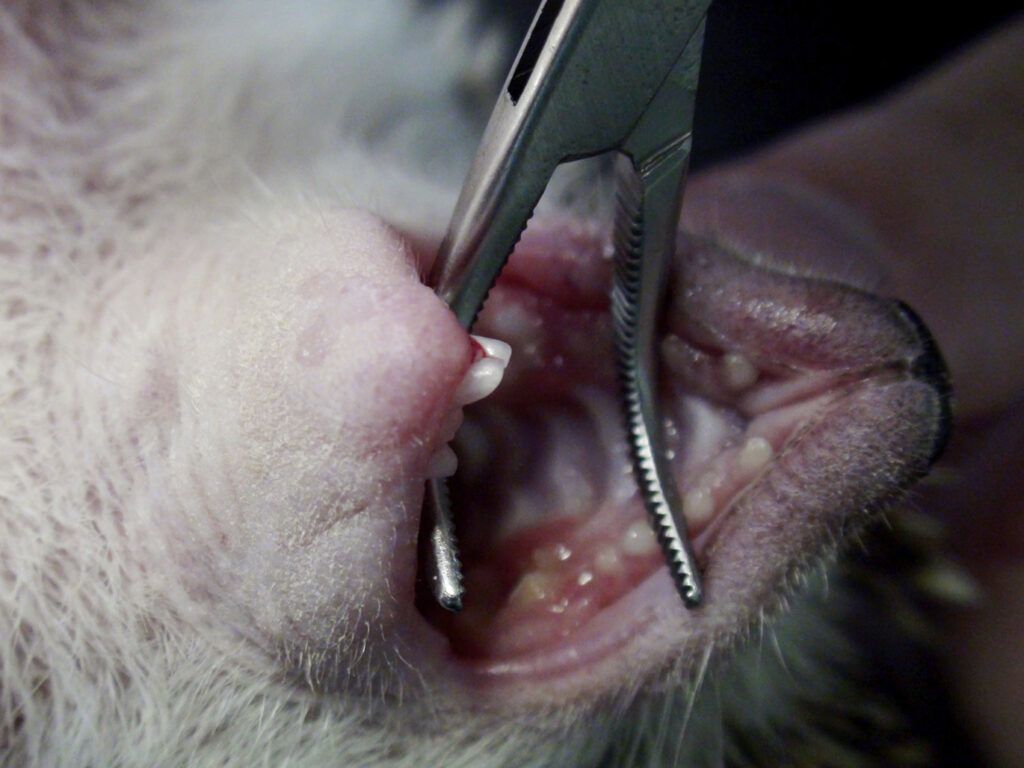 boca dientes petauro