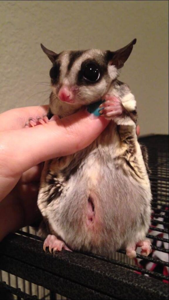 bolsa marsupial hembra petauro