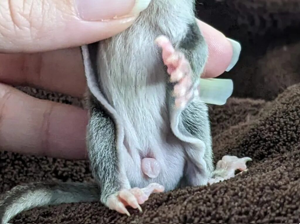 marsupio bebe macho petauro