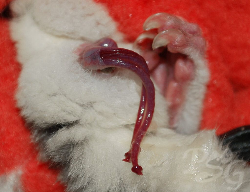 pene petauro 3